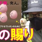 【ポケモンGO】引き強は3日も続くのか！？春の2タマ23連クイック！色違いワシボン＆花飾りピンプクのために心を無くしながらも2タマを割りまくる漢の姿に全米が泣いた！【全問正解なるか】